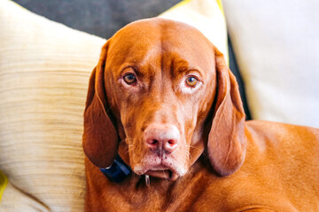 Chestnut Vizsla dog