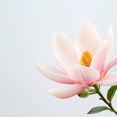 Obraz premium A delicate pink magnolia blossom unfurls its petals against a soft, serene pale background.