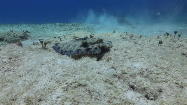 pez lenguado, (Trichopsetta caribbaea),  pez plano camuflado reposando sobre el fondo marino