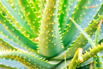 Spiky Elegance: Dramatic Cactus Edges in Sharp Focus
