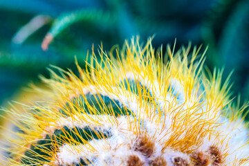 Golden Hour Glow on Prickly Pear Silhouette