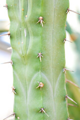 Modern Southwest: Cactus Against Textured Wall