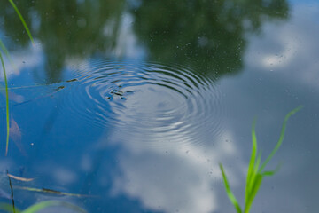 Water strider insect creating ripples on the calm surface of a pond.
