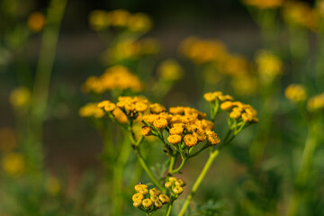 Yellow tansy flowers in bloom with small insects in a sunny meadow.
