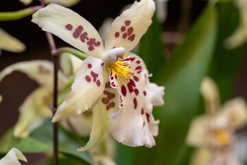 Obraz premium Tropical Elegance: White Orchid Against Dark Background