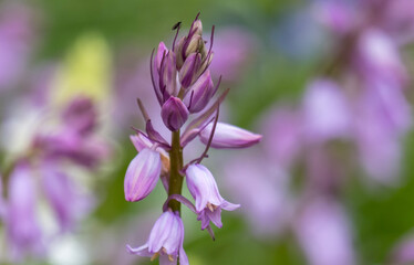 Hasenglöckchen (Hyacinthoides)