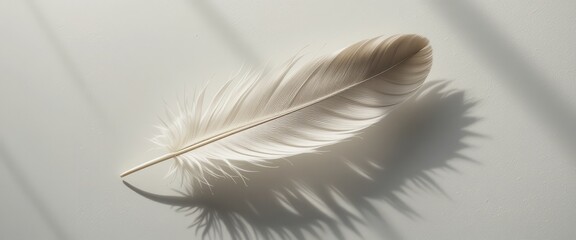 Elegant white feather on a light background casting soft shadows in natural light for serene composition