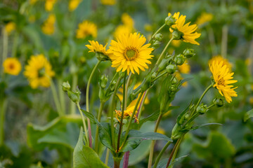 Durchwachsene Silphie (Silphium perfoliatum)
