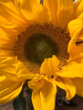 Sunflower Close Up