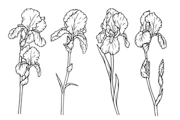 A set of botanical sketches, spring flowers and iris buds outlines. Vector graphics.