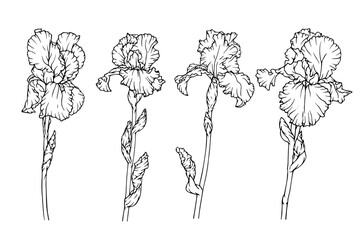 A set of botanical sketches, spring flowers and iris buds outlines. Vector graphics.