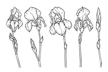 A collection of botanical sketches of spring flowers and iris buds. Vector graphics.
