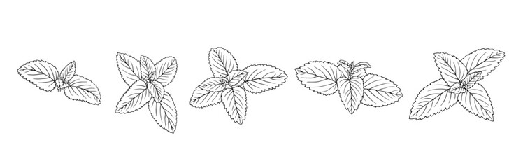 Set of line sketches of mint leaves. Vector graphics.