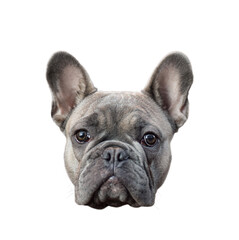 A head of French Bulldog dog isolated cutout on transparent