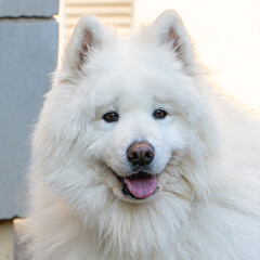 Samoyed