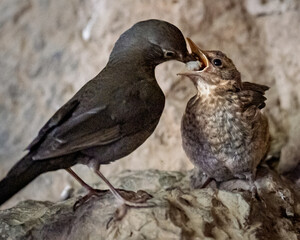Pequeño pájaro alimentando a su cría en el nido