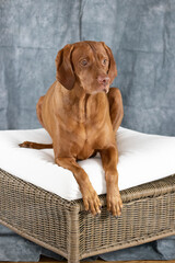 Resting Vizsla at Home: Warm Tones and Calm Expression