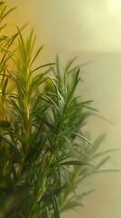 Fototapeta premium Close up of Fresh Rosemary Herb Growing Indoors in Natural Light with Soft Focus and Warm Tones Culinary Ingredient