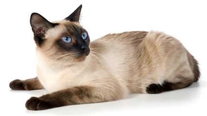 Siamese Cat 