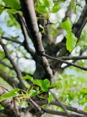 Tree and Leaves