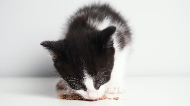 Close up video of cute black and white kitten eating wet cat food on white background. Portrait of eating kitty.