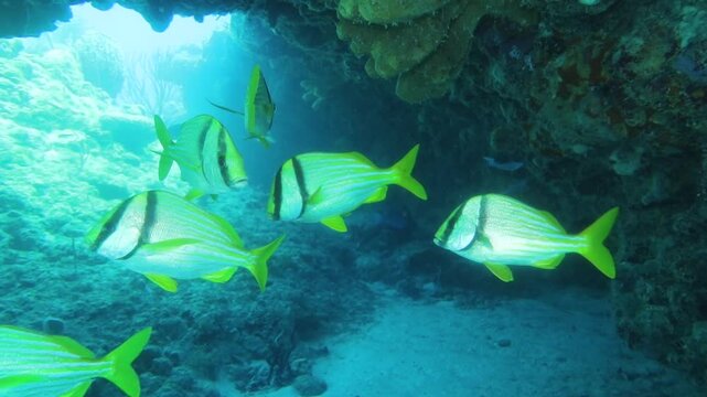escuela de peces roncos amarillos (anisotremus virginicus) ocultos en el arrecife
