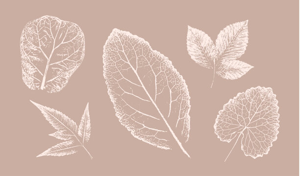 Pink tan and brown floral prints of botanical illustration. Decorative set of flowers and leaves pressed or stamped.
