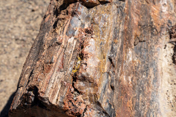 Petrified wood logs on desert ground in Petrified Forest National Park Arizona