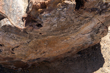 Petrified wood logs on desert ground in Petrified Forest National Park Arizona