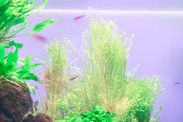 Bright freshwater aquarium with lush green aquatic plants and small neon fish swimming in clear water. Peaceful underwater scene ideal for pet, nature, and interior decor concept