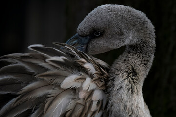 Fototapeta premium A juvenile Chilean Flamingo preening in the water (Phoenicopterus chilensis).