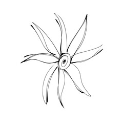 Delicate hand-drawn flower vector with fine lines and natural detailing, perfect for botanical designs, organic branding, greeting cards, nature-themed projects, and vintage-style artwork.