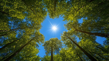 Fototapeta premium Sunlight piercing through a vibrant forest canopy.