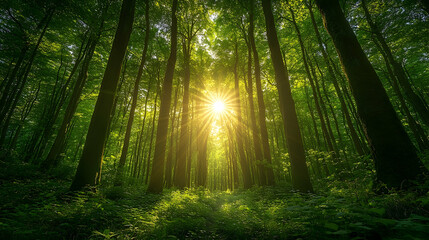 Fototapeta premium Lush forest pathway illuminated by sunlight.