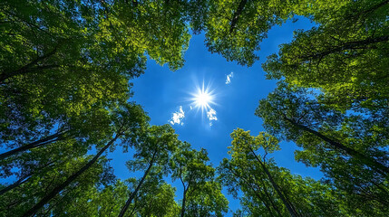 Fototapeta premium Lush forest canopy framing a brilliant sunlit sky.