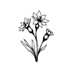 Elegant botanical illustration of springtime wildflowers with delicate linework