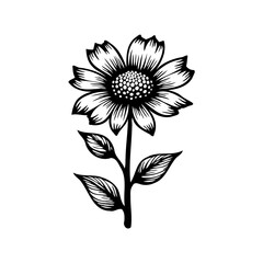 Elegant botanical line drawing of a sunflower on pristine white backdrop