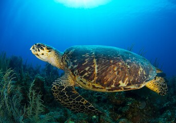 Hawksbill turtle escaping from the camera