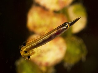 Rear view of a Arrow blenny