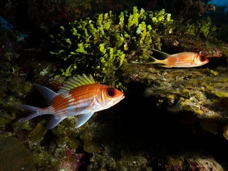 Squirrelfish coming out at dusk