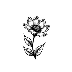Elegant botanical artwork featuring a singular flower with detailed line work on white background