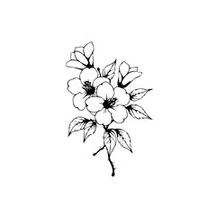 Elegant floral illustration showcasing delicate blossom clusters with intricate leaves