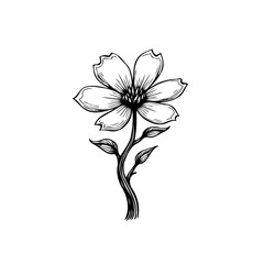 Elegant botanical illustration: Black and white floral drawing with delicate details