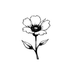 Elegant botanical illustration: A delicate flower with detailed line work