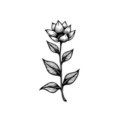 Elegant botanical illustration featuring a stylized flower with detailed leaves