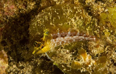 Diamond blenny on a rock