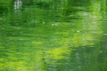 緑の木々を映す川の流れ04