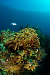 Obraz premium Underwater landscape, in the foreground a colony of finger coral while a bar jack passes over it