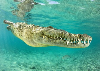 American Crocodile in diving position in a mangrove chanel