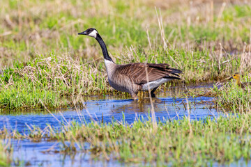 Canada goose ( Branta canadensis) on the marsh